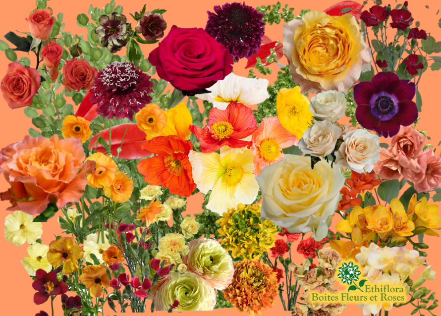 Voyez les roses autrement